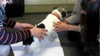 How do I get rid of fleas on my dog? Homehacks Best Way To Use A Flea Comb On Dogs