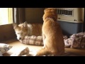 そこに寝たいの・・どいて欲しーの・・ 柴犬桜婆ちゃん背中で語る