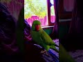 my parrot
