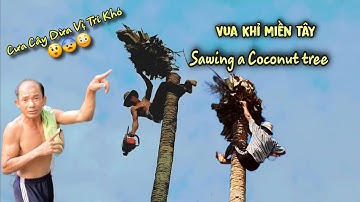 Siêu Thử Thách! Chủ Nhà Vô Cùng Lo Lắng Không Biết Vua Khỉ Có Cưa Được Cây Dừa Ở Chỗ Khó Này Không