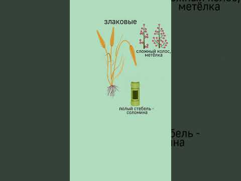 Покрытосеменные, класс Однодольные, семейство Злаковые