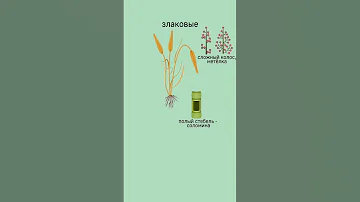 Покрытосеменные, класс Однодольные, семейство Злаковые