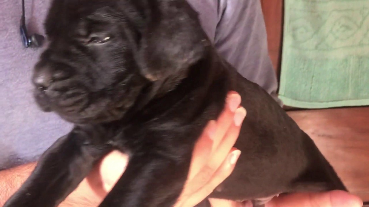 Cane Corso Italian Mastiff For Sale India Youtube