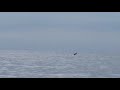 Delfine in der Adria vor Kap Savudrija/Salvore vom 22.05.2021