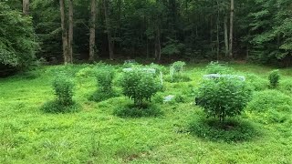 2023 Outdoor Cannabis grow site 1 August 3rd update! Start of the stretch!!