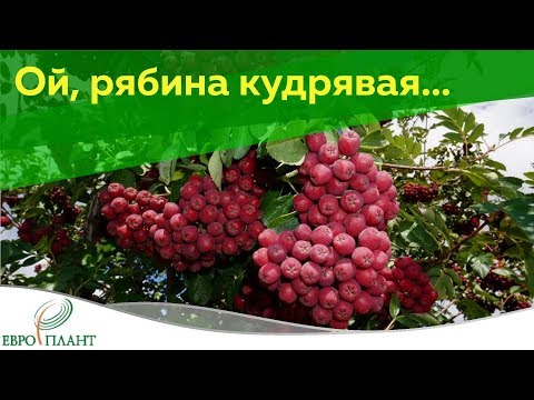 Video: Rowan Granat - Michurinskaya