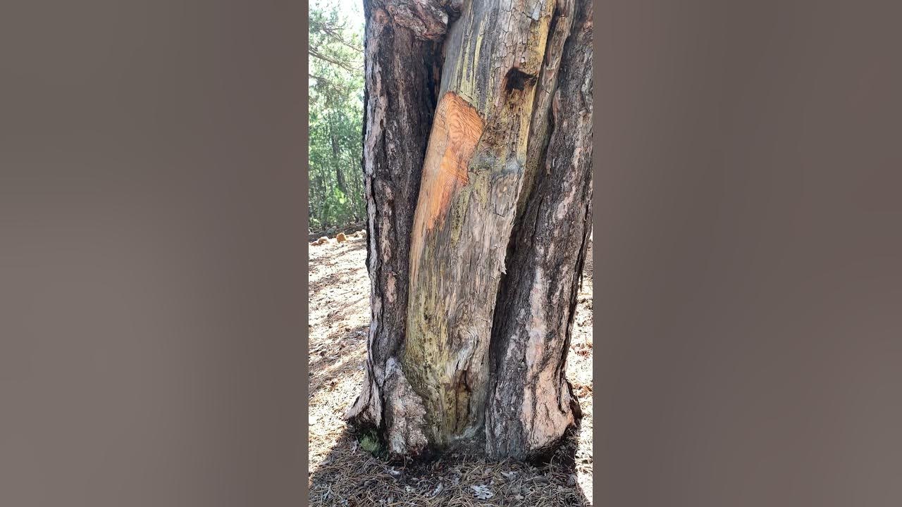 KÖYCEĞİZ SANDRAS'DA ANIT AĞAÇLARA BÜYÜK ZARAR