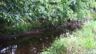 Видео КАЖДОДНЕВНАЯ РУТИНА. ЧУЖИЕ ДЕТИ, КАК МОИ. США. (автор: Унесенные Ветром в США)