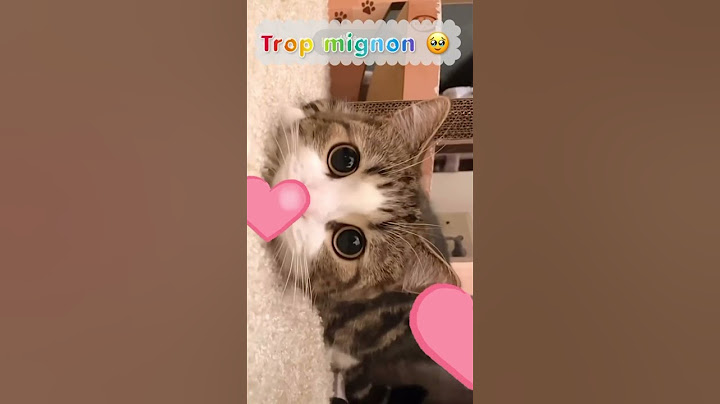 Chat mignon