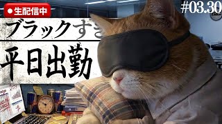 会社猫タマ王の通常勤務