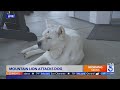 Man fights off mountain lion that attacked dog in Southern California
