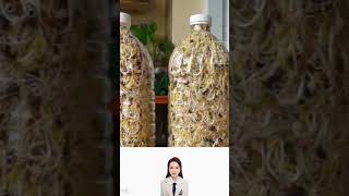 How to grow bean sprouts in plastic bottles