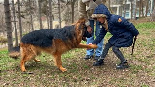 Adorable Little Girl Bonds with a Giant German Shepherd