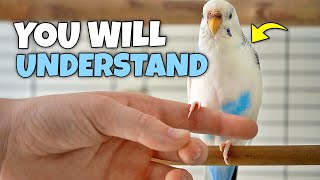 Funny Things Bird Owners Understand