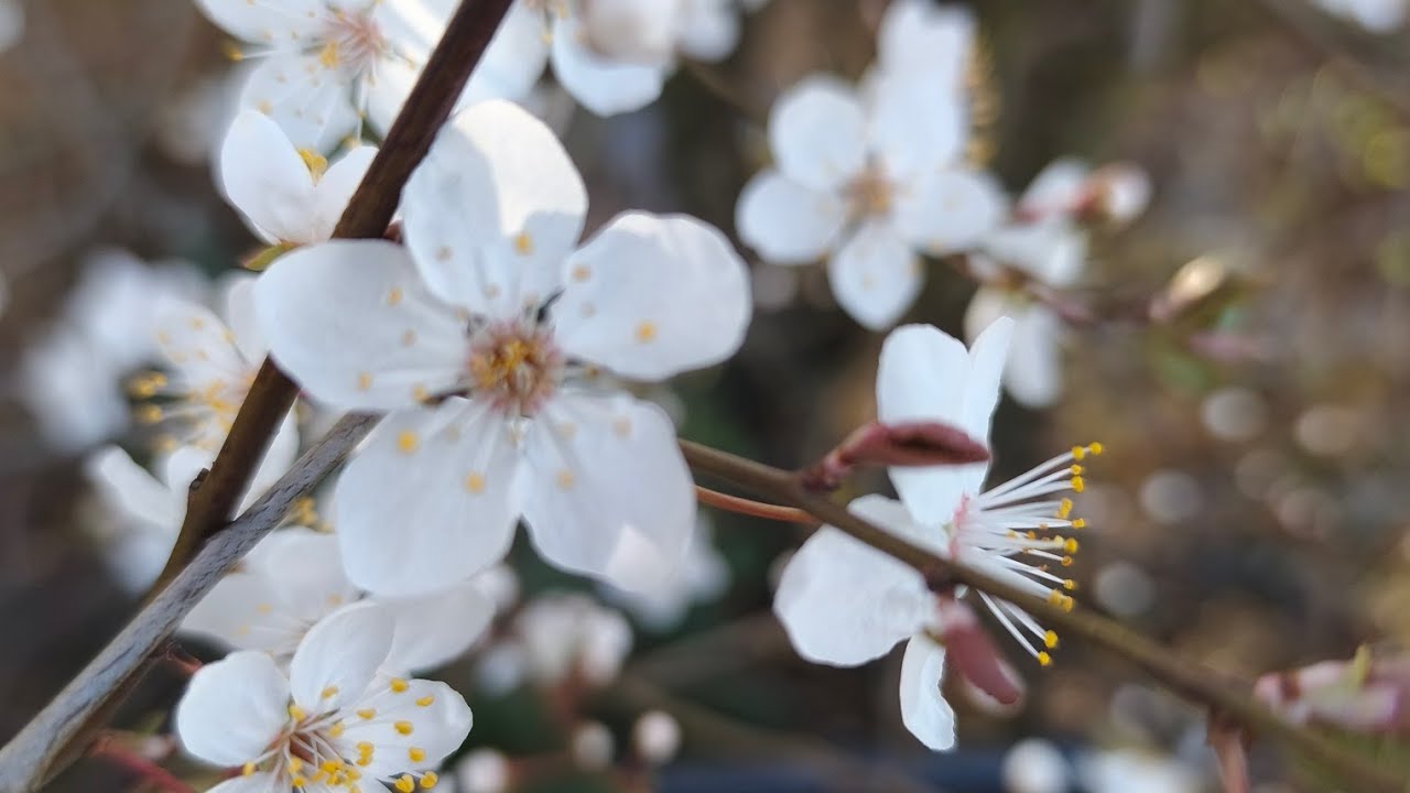 05 и 06.03.26 гуляем, готовлю и всё цветёт 