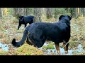 Luna the panther and rottweiler Venza chase each other 🐕 🐆 / The enclosure under the water 💦