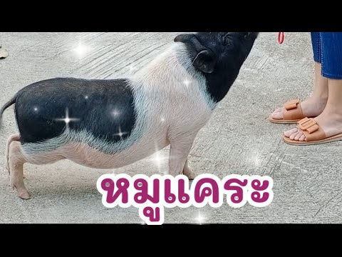 ผลสลากกินแบ่งรัฐบาล วันที่ 1 พย. 2567