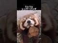 レッサーパンダの魅力が尋常じゃねぇよ! #レッサーパンダ