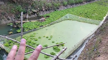 Nuôi Ốc Bươu Đen Hiệu Quả Dưới Ao | Ốc Bươu Đen