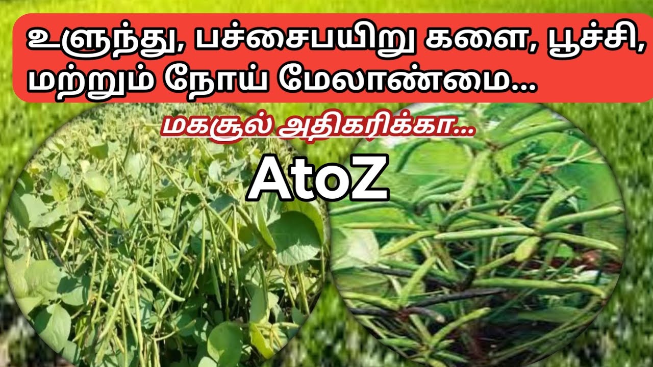 உளுந்து, பச்சைபயிறு மேலாண்மை A to Z