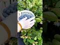 Harvesting a white basket of fresh ripe blueberries from a bush in a sunny garden farm area