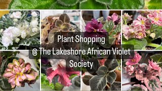 Plant Shopping @ The Lakeshore African Violet Society Annual Show & Sale (African Violet) by lifeofbellina 873 views 1 month ago 15 minutes