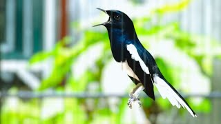 SUARA PANCINGAN Kacer Gacor Muntah Isian! Buat Kacer Lain Ikut Gacor Bongkar Materi !