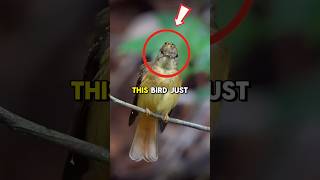 This tiny bird has a SECRET weapon 👑 | Royal Flycatcher