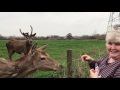 breakfast feeding deer