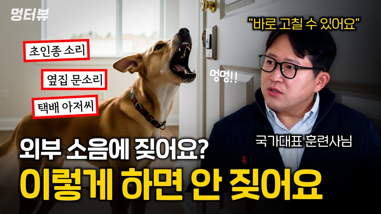 강아지가 초인종, 노크 소리에 짖는 이유와 해결방법 (이런 행동은 절대 금지) | 멍터뷰ep.47