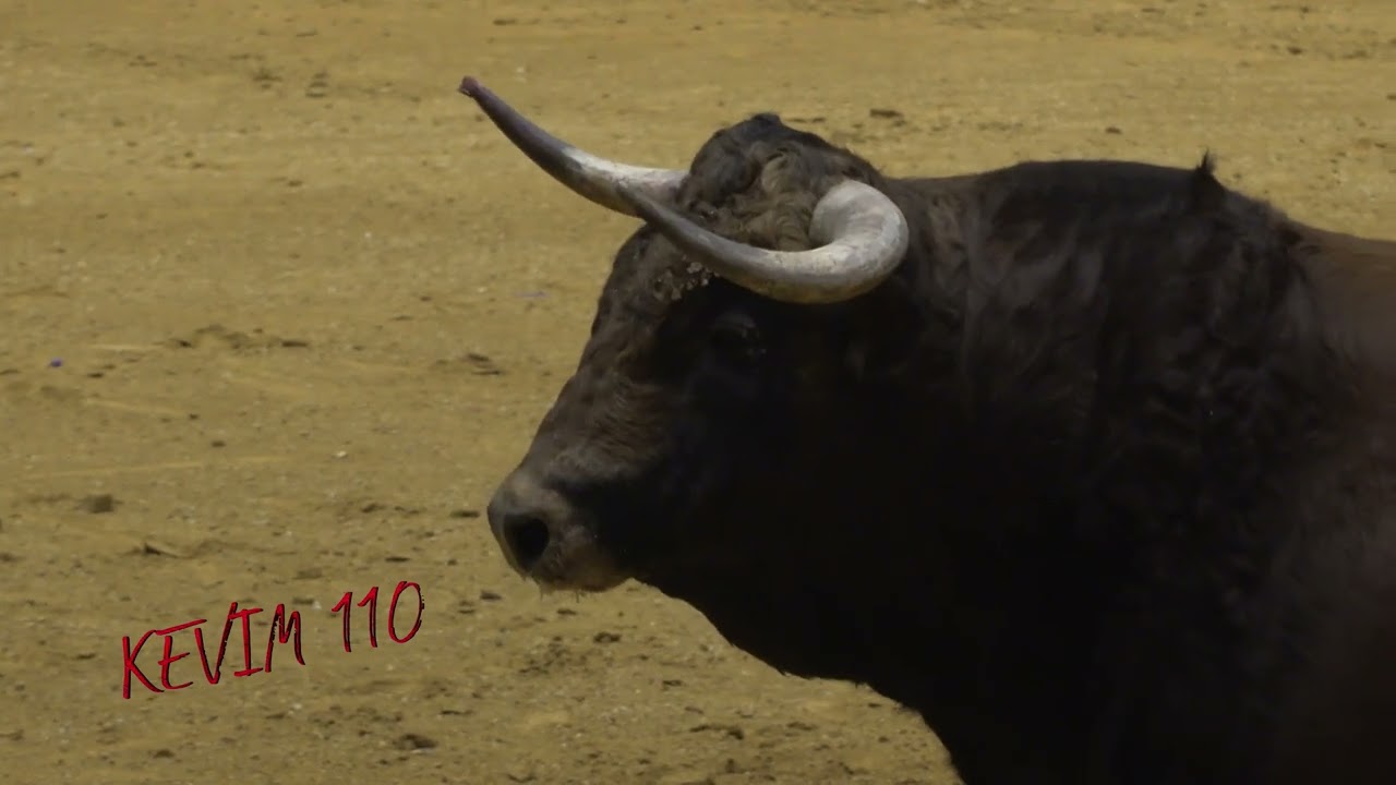 La Flecha 2022  Campeonato de Cortes de Castilla y León, FINAL