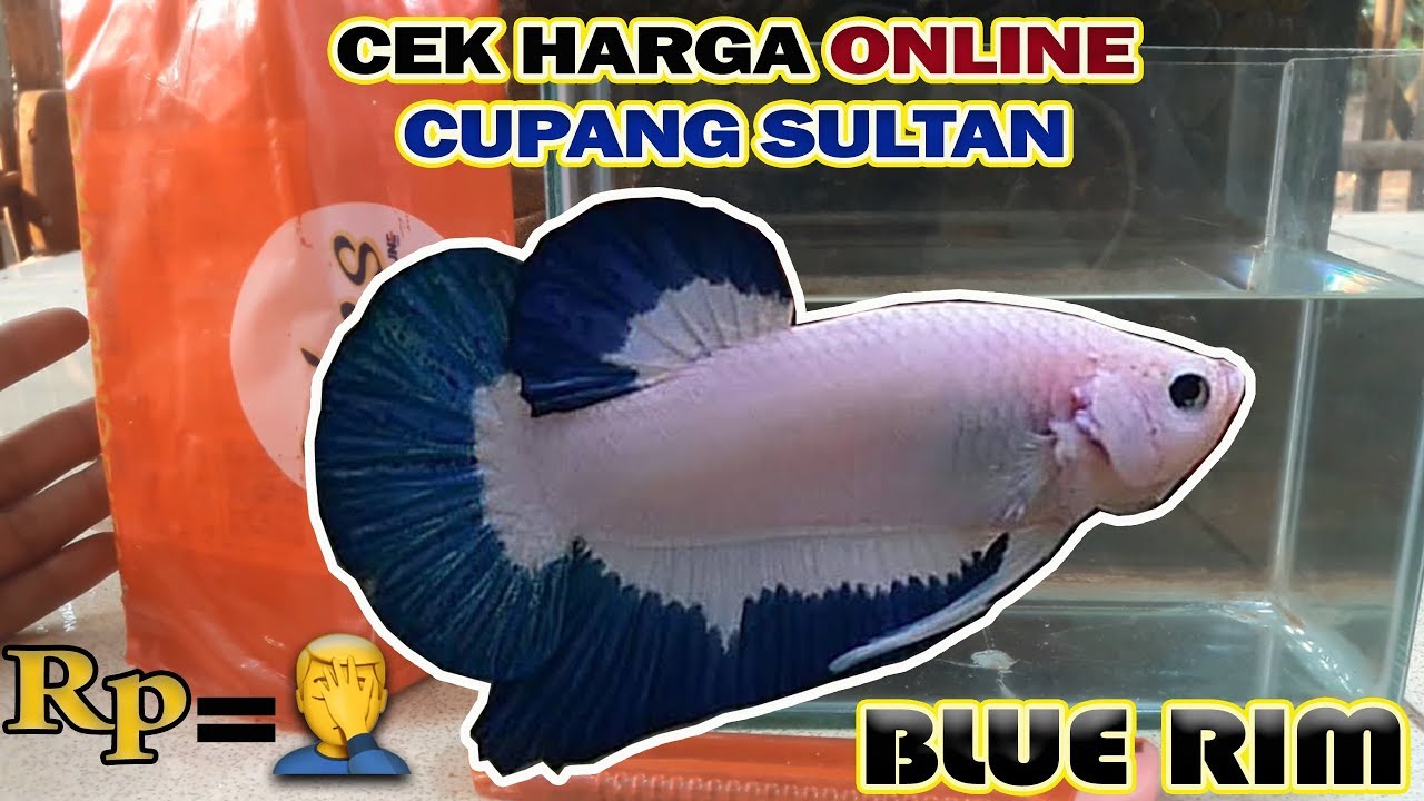 Ikan Cupang Hias Blue Rim Termahal Mengalahkan Harga Cupang Nemo Hallboy Koi Giant Halfmoon Rostail Youtube