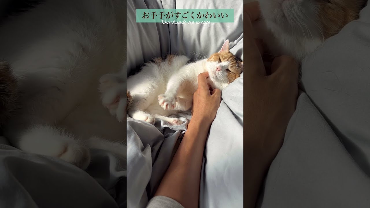 羊毛フェルト　猫　【雨の日の待ち合わせ（初デート編）】　三毛猫ちゃん SOUL'd OUT】 羊毛フェルト 猫 三毛猫のキーホルダー - ANCO