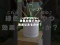 【忖度なし】緑色の活力剤、これって意味あるの?#観葉植物のある暮らし #観葉植物 #観葉植物インテリア #観葉植物初心者 #観葉植物育て方 #活力剤