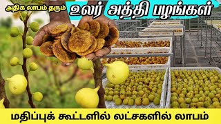 லட்சங்களில் லாபம் தரும் உலர் அத்தி சாகுபடி || how to make dry fig fruits || diana fig #dryfigs
