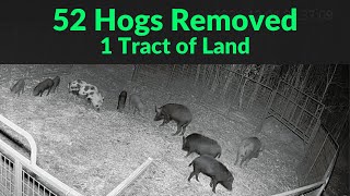 52 hogs removed from the same property.  Wild Pigs have wreck havoc on this tract of land.