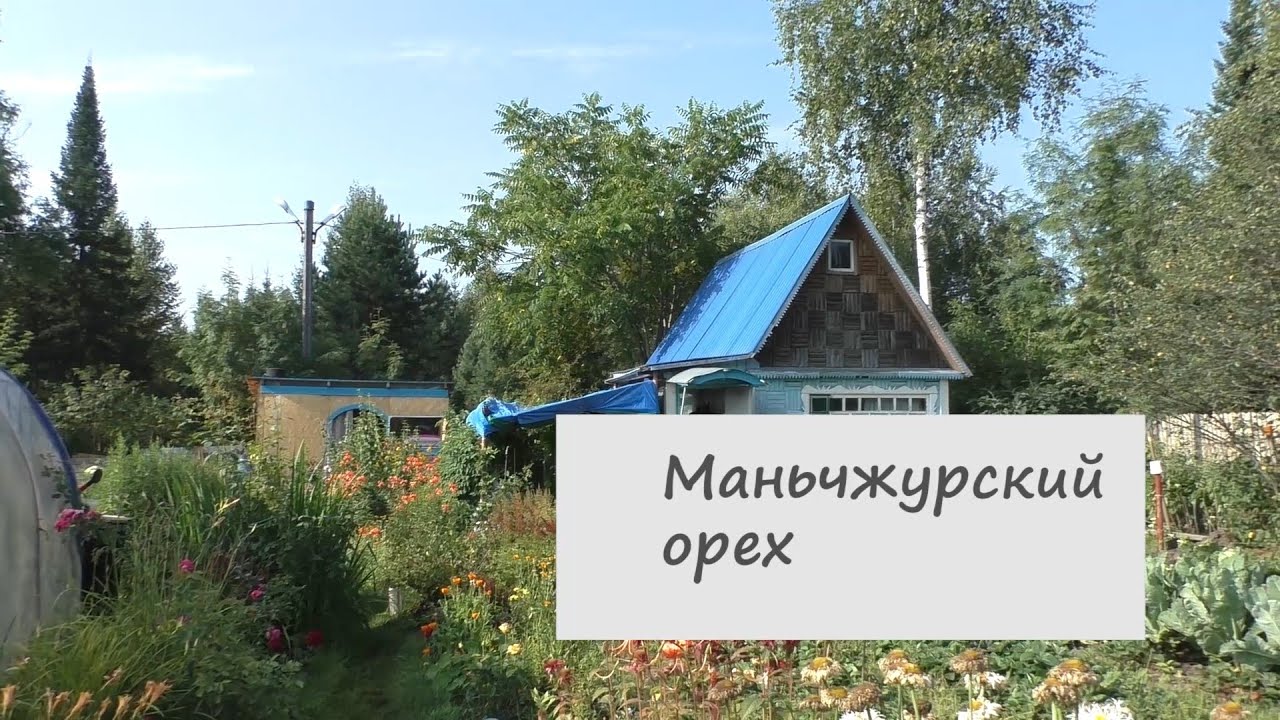 Дачные дела Маньчжурский орех