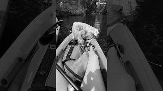 Weim Love #weimaraner #dogs #doglover #love #kayaking #river
