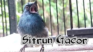 BURUNG SITRUN GACOR MERDU
