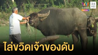 ควายพ่อพันธุ์ หวงตัวเมียไล่ขวิดเจ้าของดับ