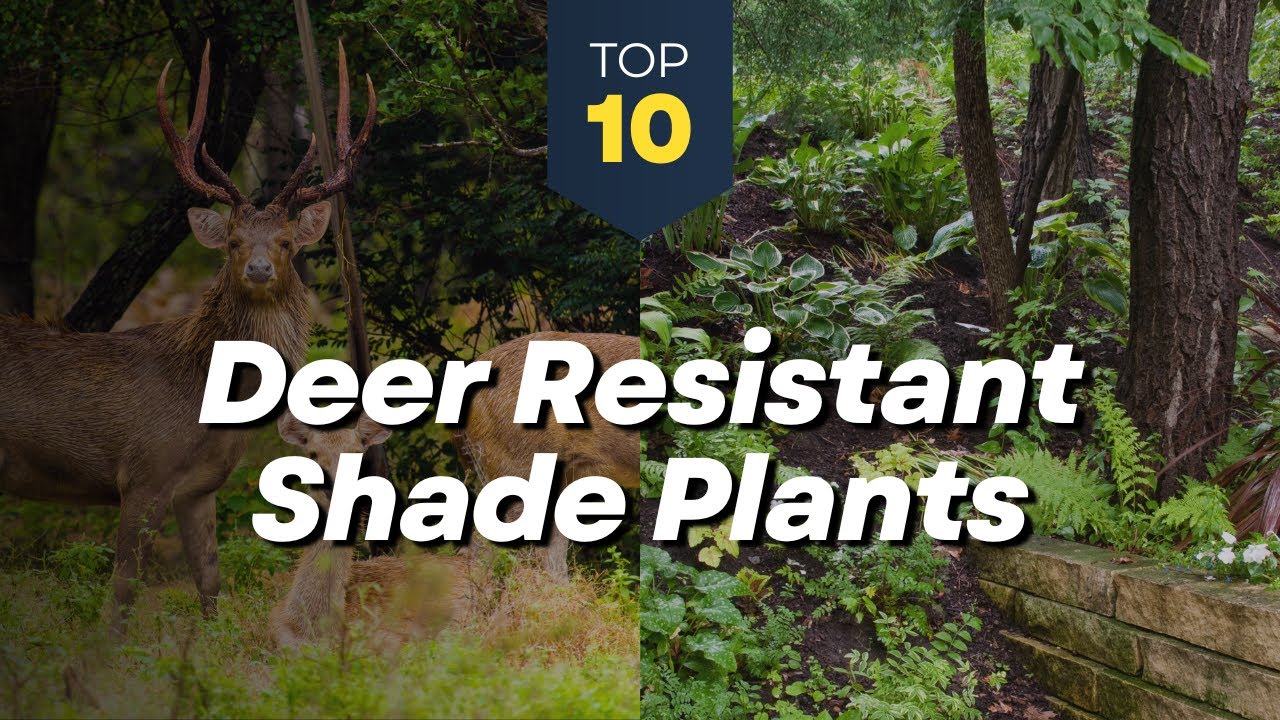 10 Deer Resistant Shade Plants for Your Garden -🌿🦌 Flowers and Shrubs ...