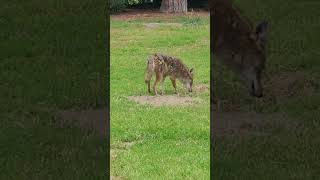 The Stalking Coyotecoyote Hunting Ground Squirrels