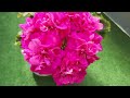 #599. Уникальная пионоцветковая пеларгония -ЛИс Фортуна!