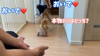 【初めての鏡】パパが増えたと思った甘えん坊犬の反応がこちら♡【ミニチュアダックスフンド】