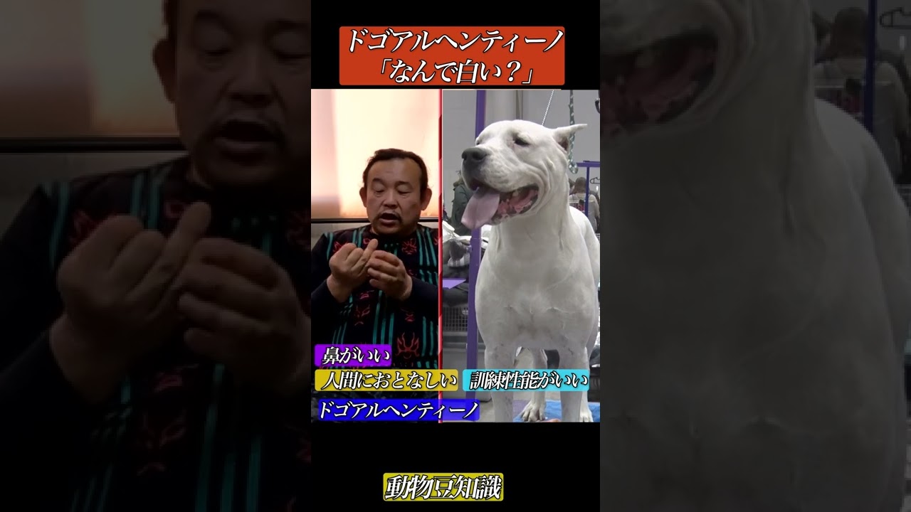 ドゴアルヘンティーノはなぜ白い Shorts Youtube