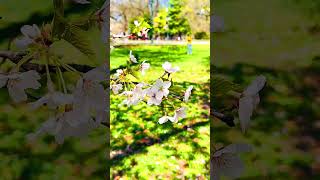 Beautiful White Cherry Blossoms of Central Park, Manhattan New York