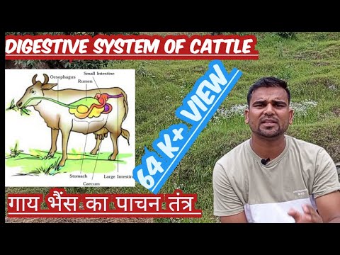 गाय, भैंस का पाचन तंत्र /(Digestive system of cattle, buffalo)