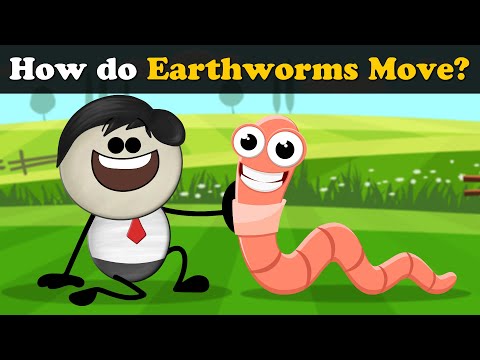 Video: How Earthworms Move