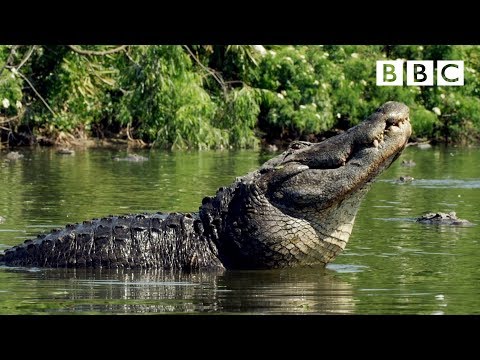 SIZE matters for Alligators looking for love | Animals in Love - BBC