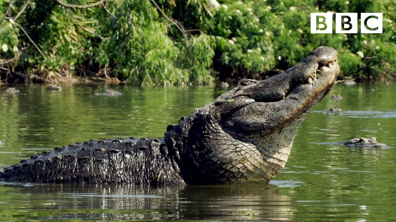 Alligator Vs Crocodile Vs Caiman (What's The Difference?)